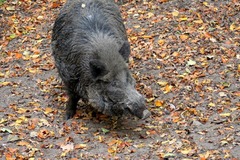 Killikus&reg; Fotographie